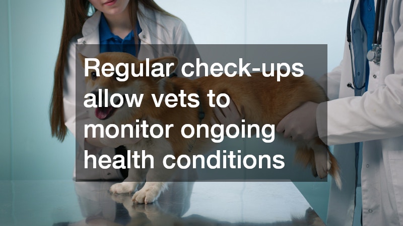 two veterinarians placing a corgi on a table
